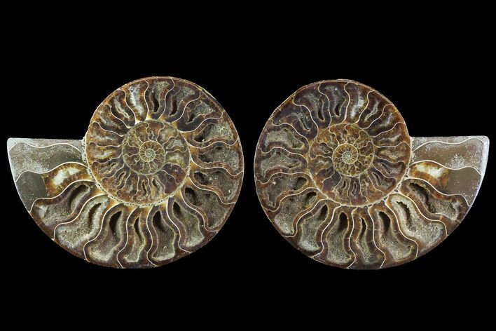 Cut & Polished Ammonite Fossil - Crystal Chambers #91150